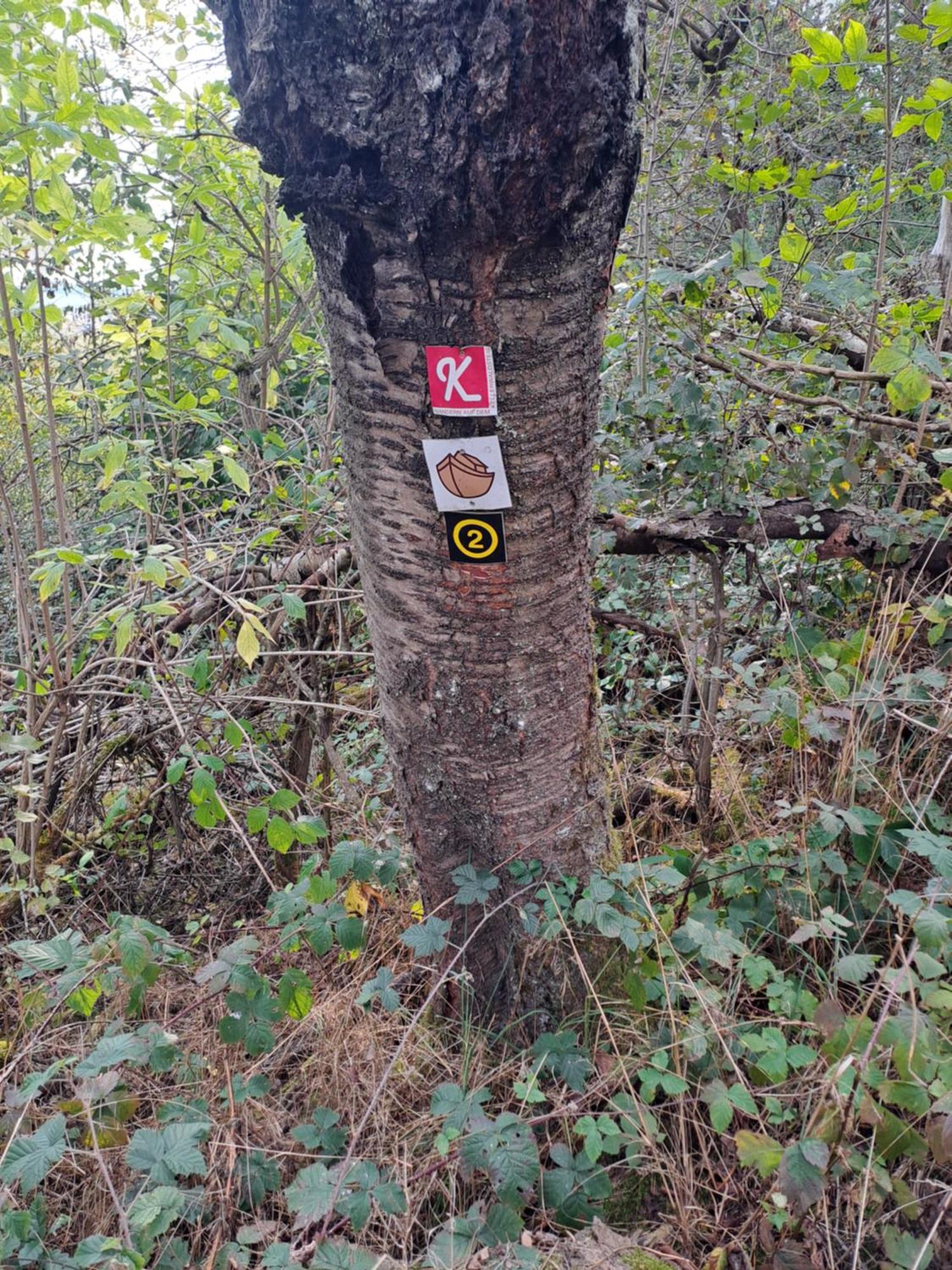 Ferienwohnung Schaefer Am Nationalpark Kellerwald Frankenau エクステリア 写真